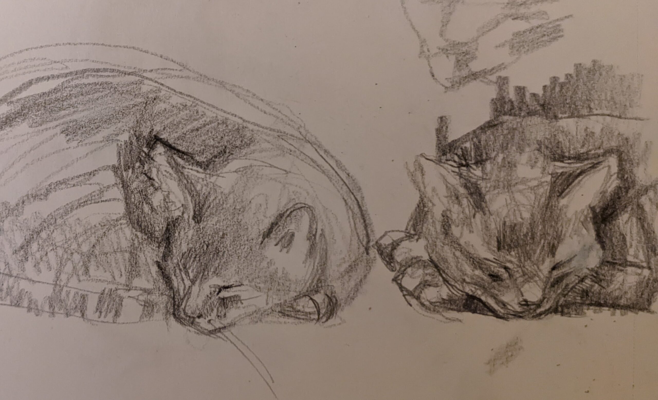 You are currently viewing Cat Drawings